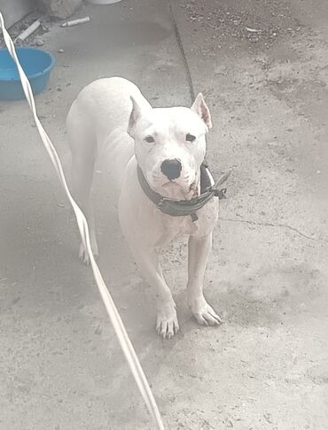 İtlər: Ağ rəngli, əzələli, orta-böyük ölçülü it. Qısa tüklü, qulaqları kəsik — 2