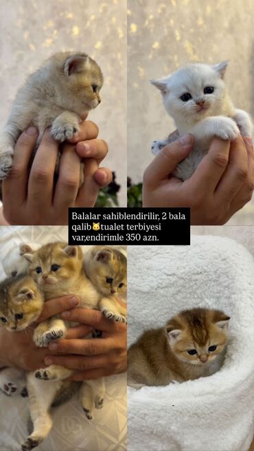 кошки на продажу: Шиншилла