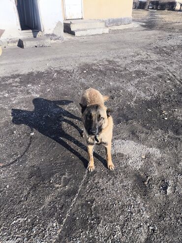 Продажа собак: Порода: бельгийская овчарка (малинуа) Самец Описание: - ОПЫТНЫЙ — 22