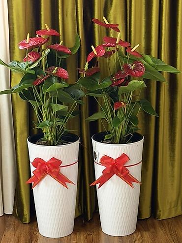 Комнатные растения: Антуриум (Anthurium) – эффектные комнатные растения с крупными — 1