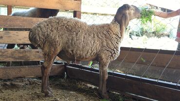 порода овец долан: Продаю | Баран (самец) | Арашан | На забой, Для разведения | Осеменитель