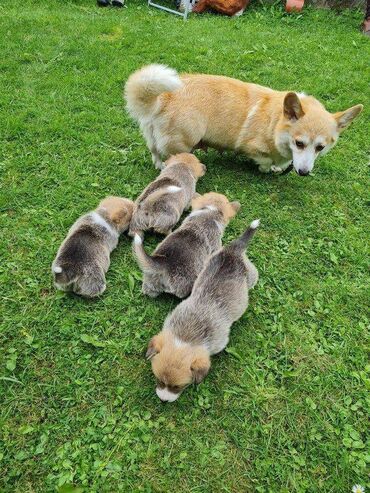 bmw z3 2 at: 2 months old pure Cardigan Corgi

Merle color with Tan points