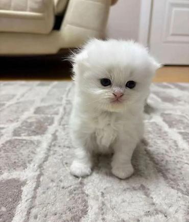 Pişiklər: Britan — 2