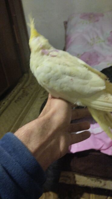 Tutuquşları: Növ: Nimfa tutuquşu (cockatiel), açıq sarı rəng, yanaqlarda narıncı — 10