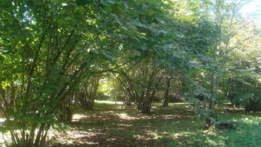 Torpaq sahələrinin satışı: 74 sot, Kupça (Çıxarış) -da lalafo.az — 9 Torpaq sahələrinin satışı: 74 sot, Kupça (Çıxarış) — 9