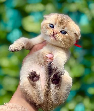 Pişiklər: Britan — 8