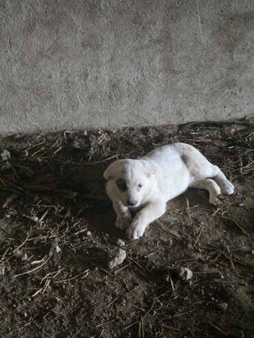 İtlər: Salam hamıya! çox sağlam və gözəl küçüklər satılır! 2 aylıg, erkək və — 7
