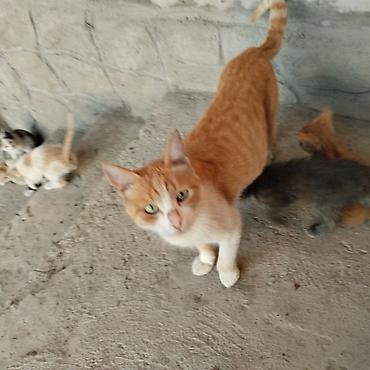 котенка даром: Котята домашние, от ласковой кошки-рыжушки. Помёт разноокрашенный: - — 3
