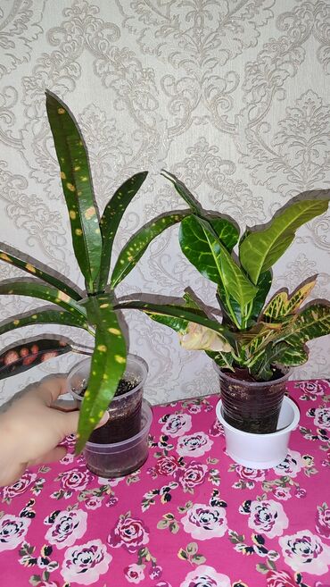 большие комнатные растения: Продаю Бишкек, микрорайон Кок Жар кротон детки 400 и 300, взрослый