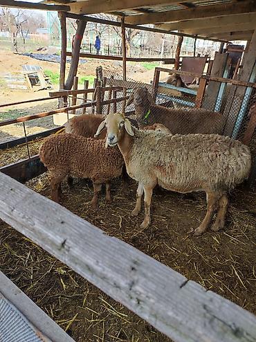 Баран, овца: Продаю | Овца (самка) | Арашан | Для разведения | Матка — 1