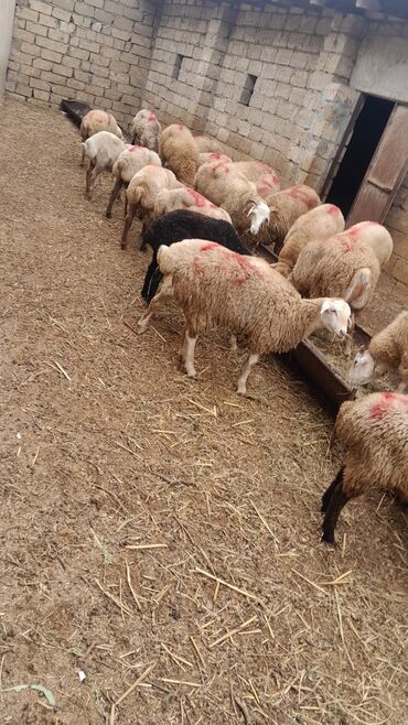 Qoyunlar, qoçlar: Erkək, il: 7, 55 kq, Ətlik, Ünvandan götürmə — 6