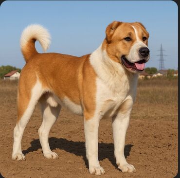 it sekilleri: Alabay, 2 ay, Erkek