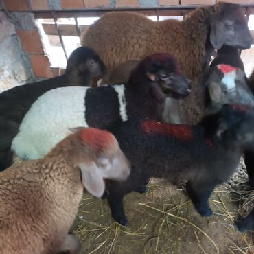 Quzu: Salam hervaxdız xeyir saxlamlıq quzularm cxdı satqa isdiyen elaqe — 1