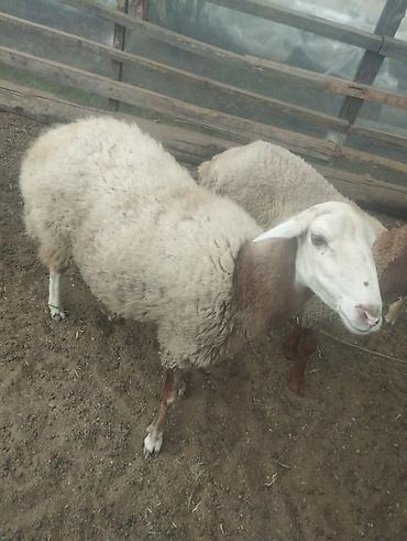 Qoyunlar, qoçlar: Dişi Qoyun 2 qarın balaliyib indide erkey yanında olub boğaz olmağını — 1