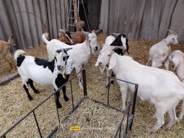 Козы, козлы: Продаю | Коза (самка) | Зааненская, Битал — 4