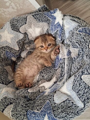 Pişiklər: Britaniya və Scottish və digər növlərin bala pişikləri var. Qiymətləri — 26