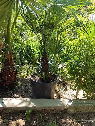 Yelpəzəyarpaq xurma (Chamaerops humilis) – qara plastik dibçəkdə