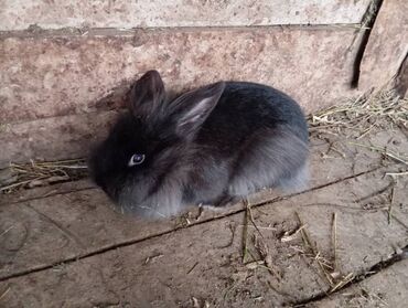 Грызуны: Продаю кроликов, чёрные пушистые декоративные,чёрные по 600второй по
