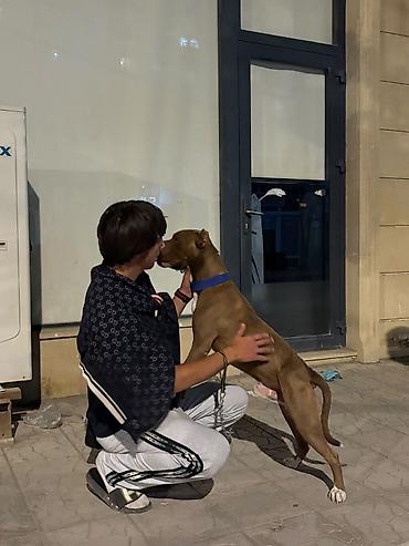 pişikli oyunlar: Pitbul, Erkək — 1