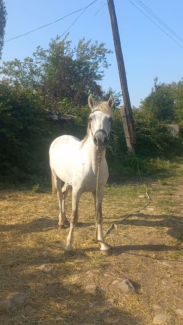 Коровы, быки: Самец, лет: 8, Самовывоз