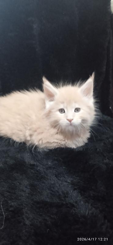 Продажа кошек: Мейн-кун, 1 месяц, Девочка — 13