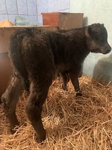 Коровы, быки: Продаю | Музоо, торпок | Ангус, Швицкая | На откорм, На забой, Для разведения | Племенные — 8