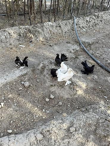 quşlar goyərcin: Delfinler ve povlinler satilir ciddi alicilar yazsin elaqe 0504240736 — 7