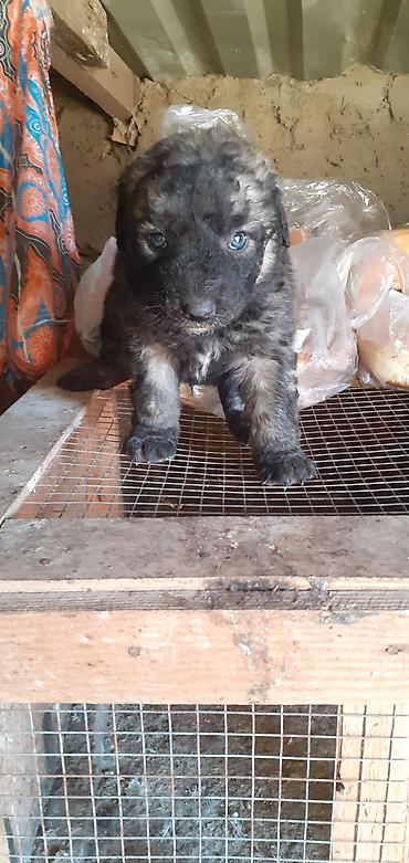 İtlər: Alman çoban iti, 1 ay — 15