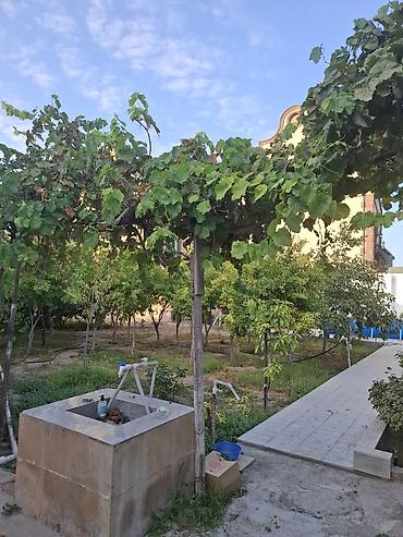 Torpaq sahələrinin satışı: Meyvə bağ sahəsi satılır - Sahədə müxtəlif meyvə ağacları əkilib — 12