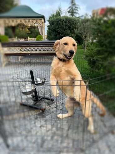 itlerin cutlesmesi: Retriever, 3 il, Dişi, Cütləşmə üçün, Ünvandan götürmə, Ödənişli çatdırılma