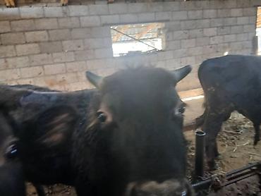 Коровы, быки: Продаю | Бык (самец) | На откорм | Привязанные — 8