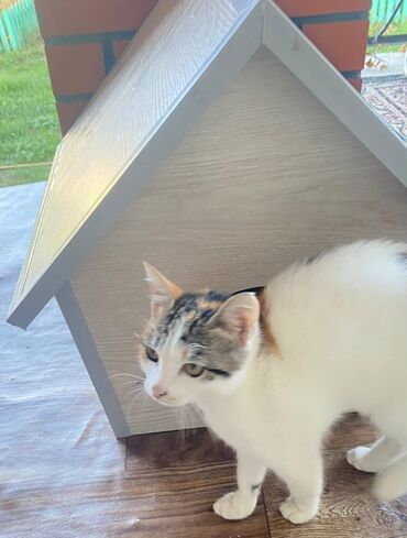 Yuvalar: Salam. Pişik, dovşan və itlər üçün keyfiyyətli yuvalara sifariş qəbul — 6