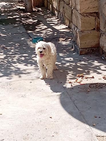 balonka it satilir: Maltipoo tipli kiçik ölçülü it (ağ-krem rəngli, qıvırcıq tüklü) – — 1