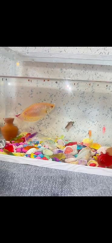 akvarium balıq novləri: Akvaryum və balıq paketi - Qarışıq akvarium balıqları (şəkillərdə — 2