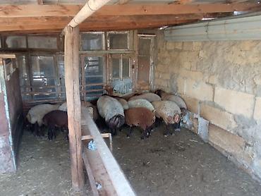 Quzu, Erkək, ay: 6, 25 kq, Ətlik, Damazlıq, Ünvandan götürmə lalafo.az -da Quzu, Erkək, ay: 6, 25 kq, Ətlik, Damazlıq, Ünvandan götürmə