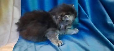 Pişiklər: Fars — 13