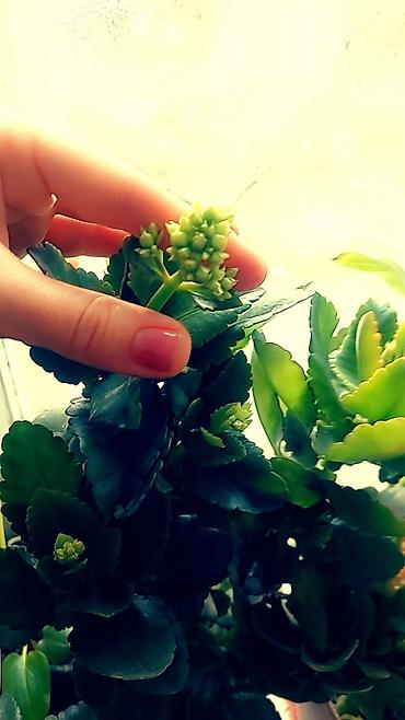 Отдам даром: Цветы от 50 сом и выше — 22