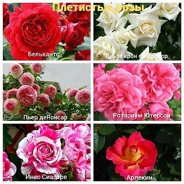 Роза: Саженцы — 9