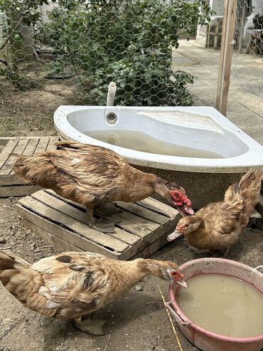 Коровы, быки: Şekildeki ördeklerin balaları satılır ana altınan çıxmadı balalar
