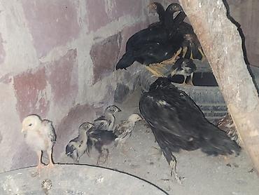 it sekilleri afcarka: Gördüyünüz təmiz qan cins xoruzdan olan cücəlır xoruz meydan görmüş — 2