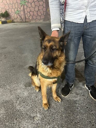 İtlər: Alman çoban iti, 2 il, Dişi, Peyvəndli, Pulsuz çatdırılma — 9