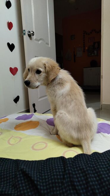 itder: Retriever, 2 ay, Dişi, Peyvəndli, Ünvandan götürmə