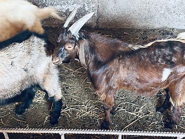 Продам с/х животных: Продаю | Козёл (самец), Козлёнок | Полукровка, Нубийская, Битал | Для разведения | Племенные — 2