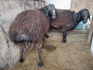 Баран, овца: Продаю | Овца (самка) | Романовская | Для разведения | Матка — 9