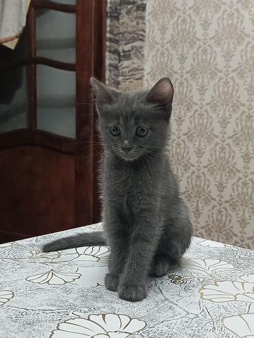 Pişiklər: Boz rəngli balaca pişik balası Salam. bu ayın 11i 4 cü ayına — 7