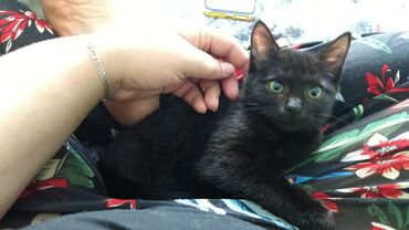 продажа породистых кошек: Беспородная, 2 месяца, Девочка, Черный, Приучена к лотку