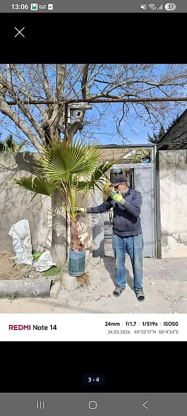 Деревья: Xurma (xurma xurması) və fan xurma (Washingtonia/Trachycarpus tipli) — 4