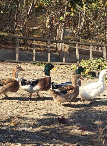 heyvan bazari inekler: Самка, | Kuban, Для разведения, Бесплатная доставка
