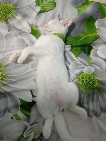 Pişiklər: Dişi, Yaxşı əllərə, Ünvandan götürmə — 9