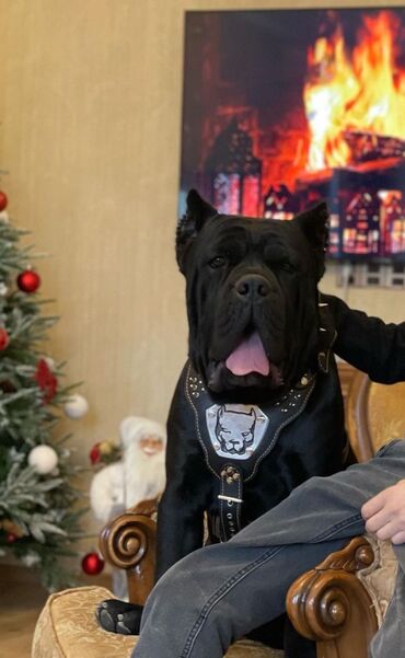 İtlər: Kane-Korso, 3 ay, Erkek, Sənədli — 17